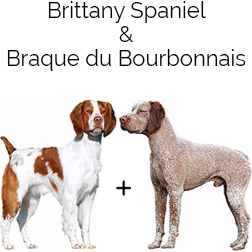 Brittany Bourbonnais Dog